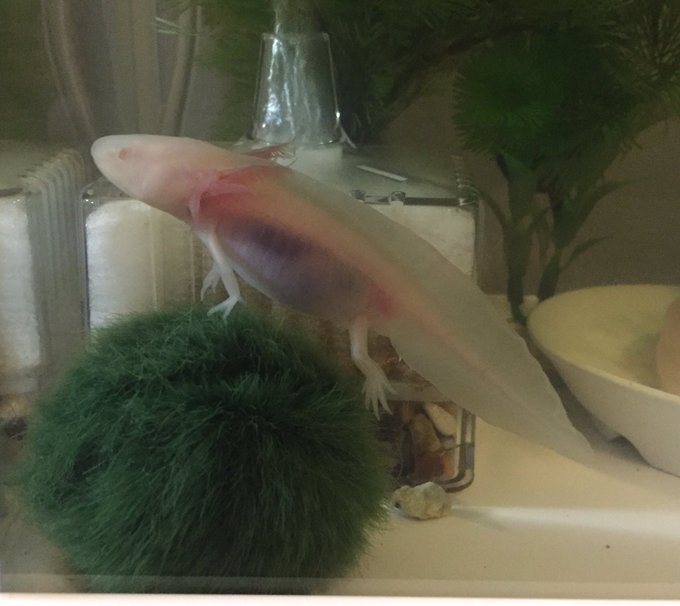 ウーパールーパーのtwitterイラスト検索結果 古い順