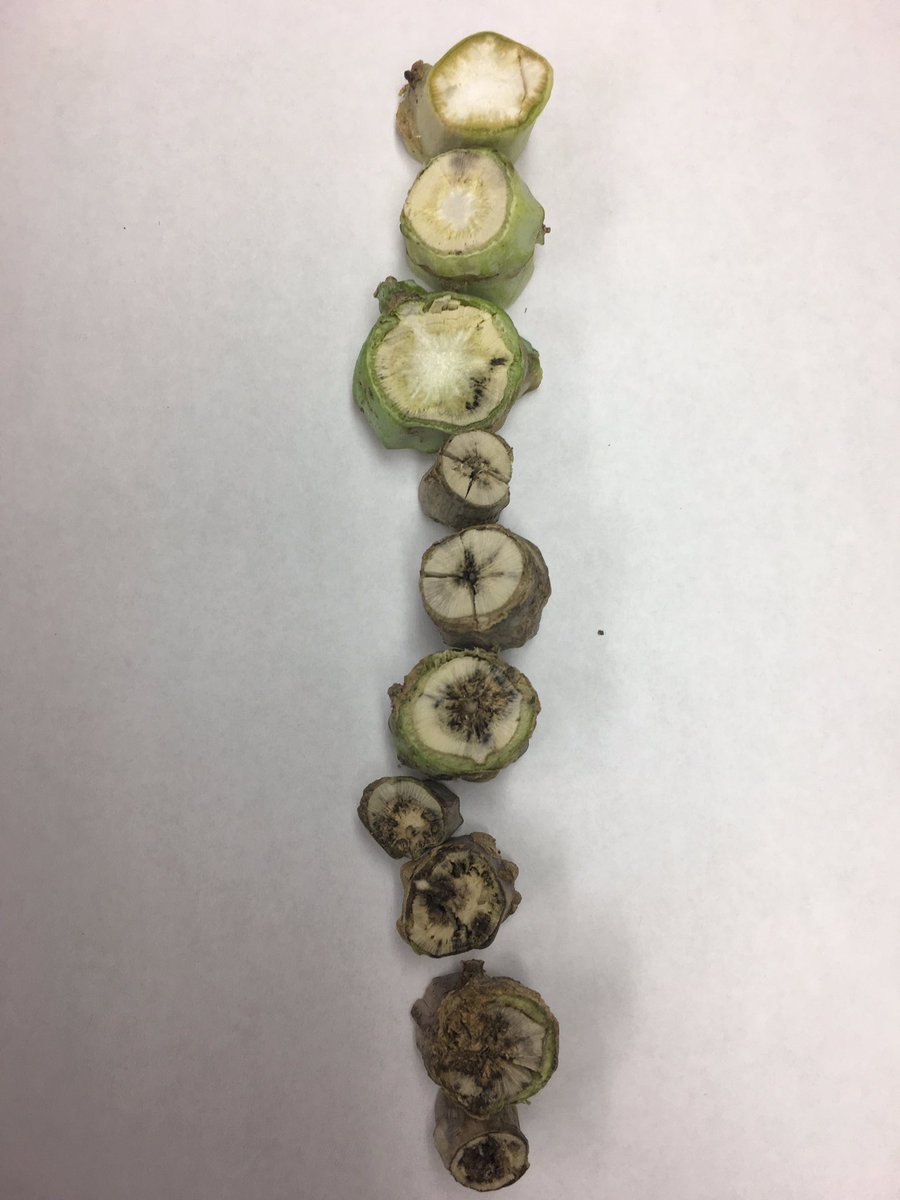 nbeingessner's tweet photo. Blackleg. ⬆️ - 0% infection. ⬇️ - 100% infection. Be sure to check 4 blackleg this fall. Know disease pressure to plan 4 future. https://t.co/dOOOFVThxK