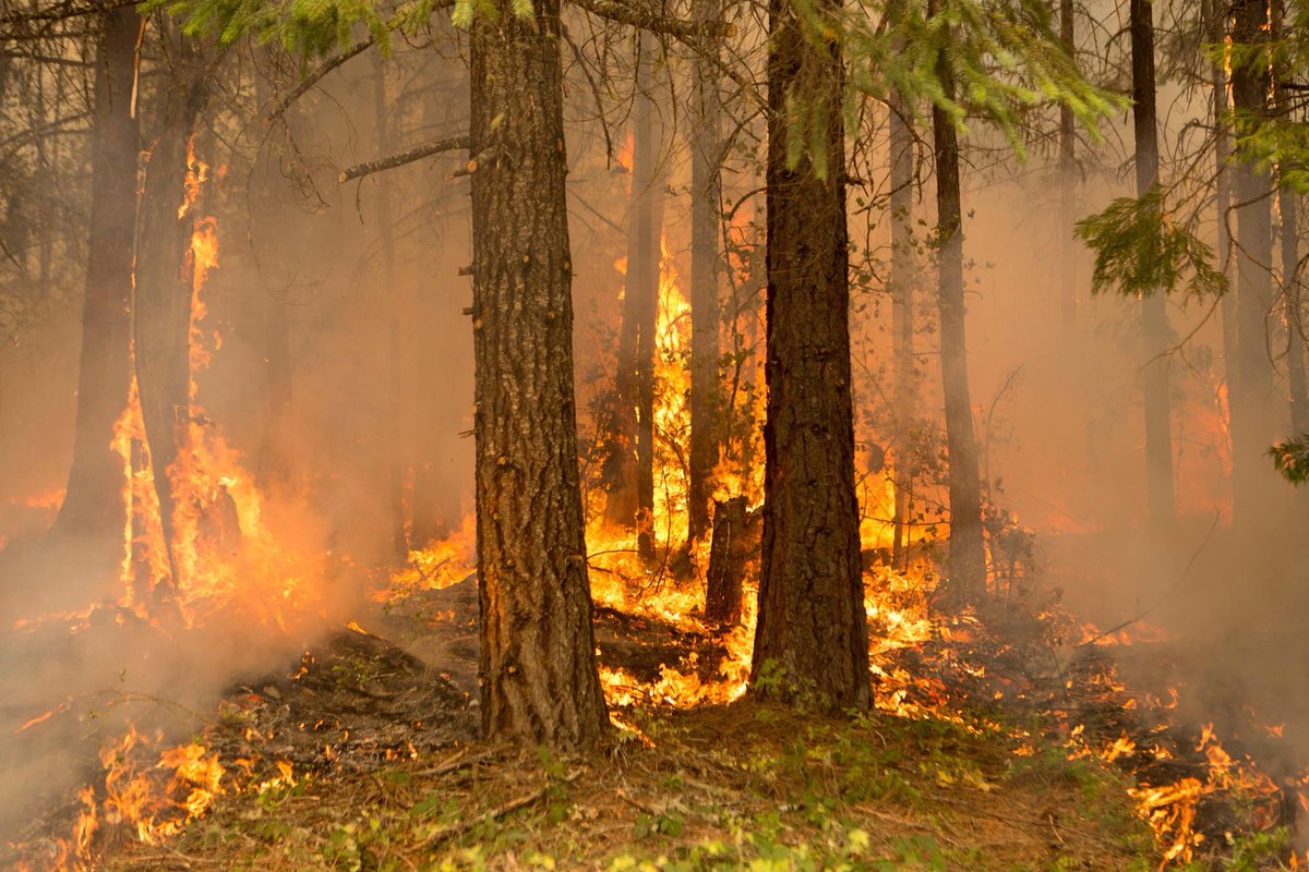 Fire engulfs the forest