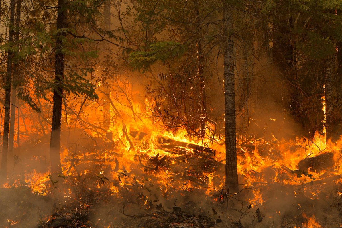 Flames climb up trees and burn unbrush