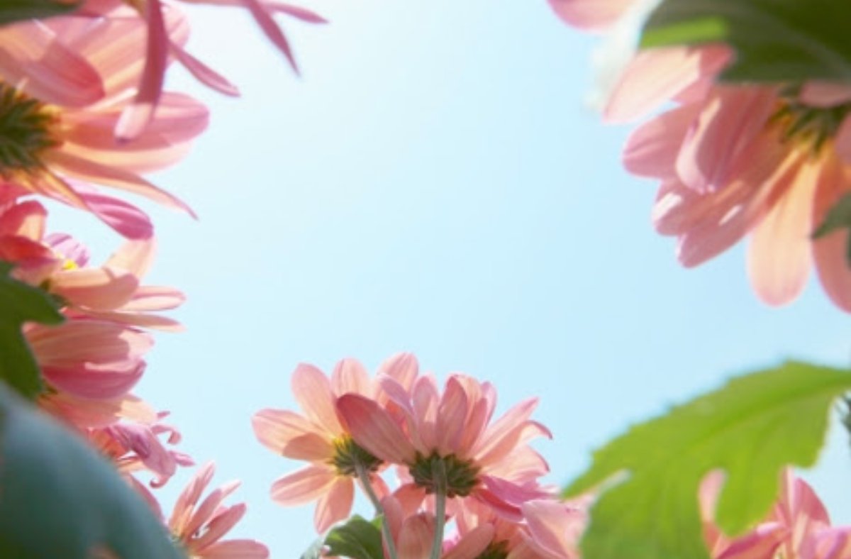 花一色 Twitter Search Twitter 花一色 Twitter Search Twitter