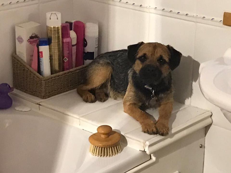 TillyFlop1's tweet image. **👣 MISSING DOG 👣**  Lincs 
SCAMP male Border Terrier  missing today (12 Sep 2017) from Bulby, nr Bourne, Lincs PE10
doglost.co.uk/dog-blog.php?d…
