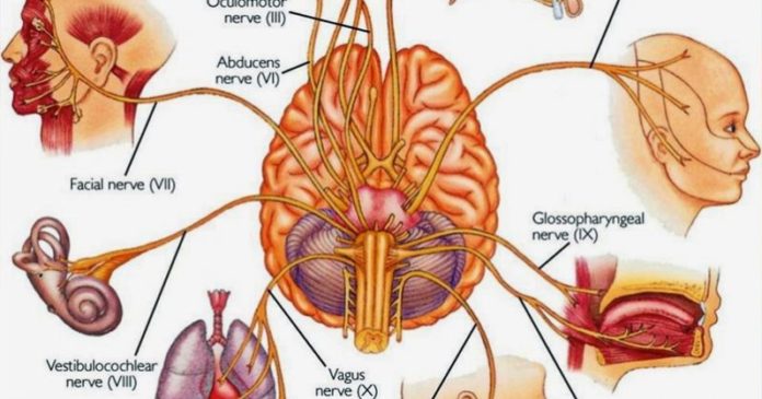 AllAboutHealth0's tweet photo. 6 Ways to Instantly Stimulate Your Vagus Nerve to Relieve Inflammation, Depression, Migraines and More https://t.co/b8pfxMzv5Z https://t.co/kKQeALcXx3