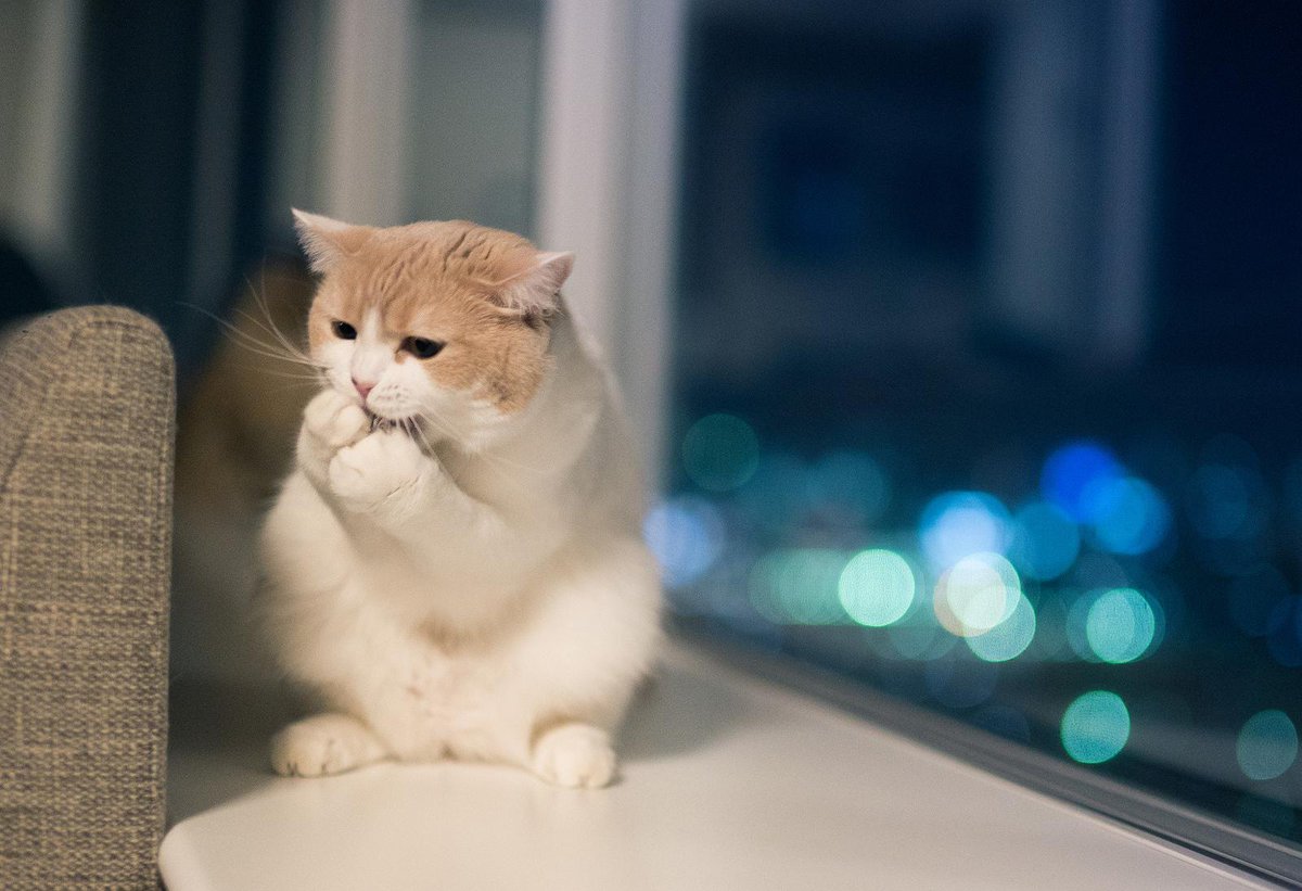 AwwCuties's tweet photo. Nom Nom https://t.co/jq0iNnn9kp