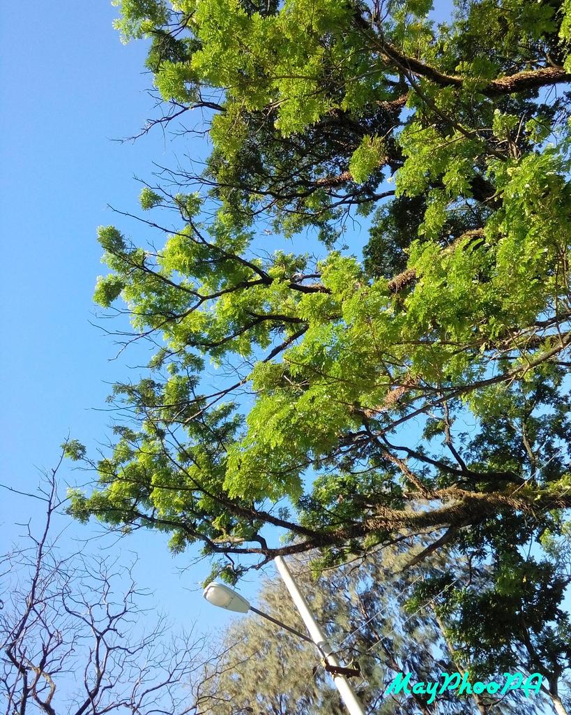 Maypeach123's tweet photo. I love nature #trees #sky #bluesky #colourfultree #Myanmar #Yangon #photobyme #MayPhooPA https://t.co/WtsFcto9dS