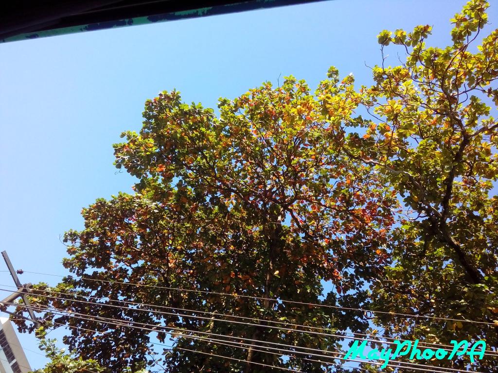 Maypeach123's tweet photo. I love nature #trees #sky #bluesky #colourfultree #Myanmar #Yangon #photobyme #MayPhooPA https://t.co/WtsFcto9dS