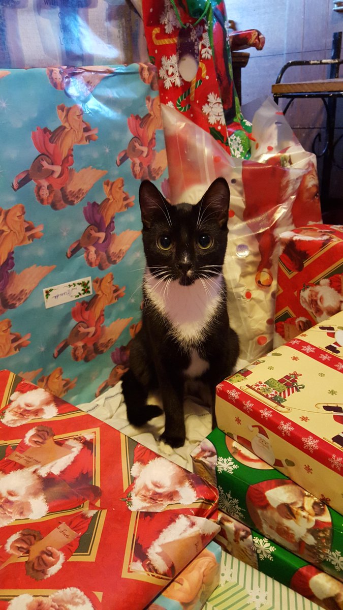 AwwCuties's tweet photo. He thinks he's a present! https://t.co/ysPH4EecFx