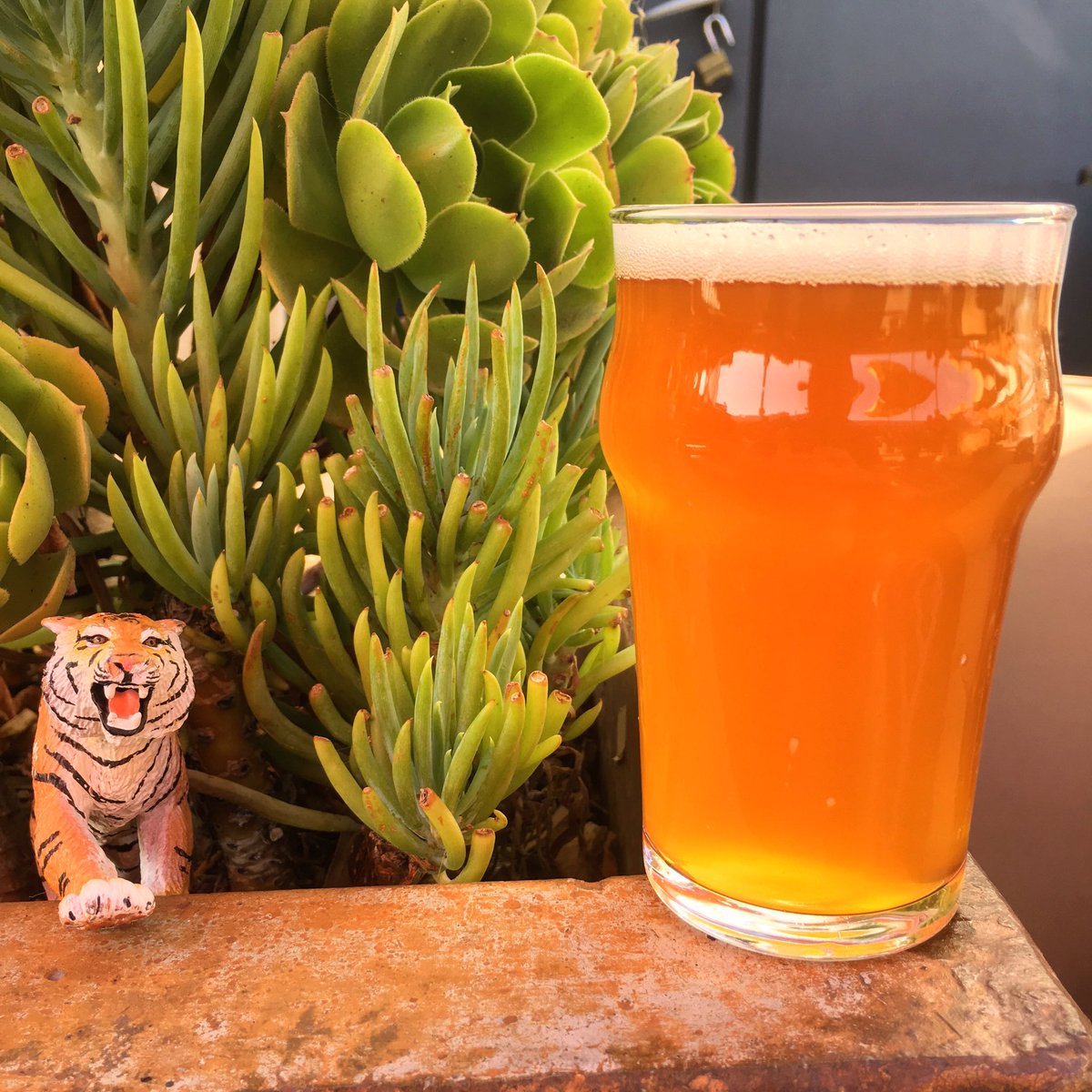 Mango Tiger: This elusive IPA's keg population is down to less than a handful. $1 off pours &amp; 20% off growler fills at our Tap Room. #IPA