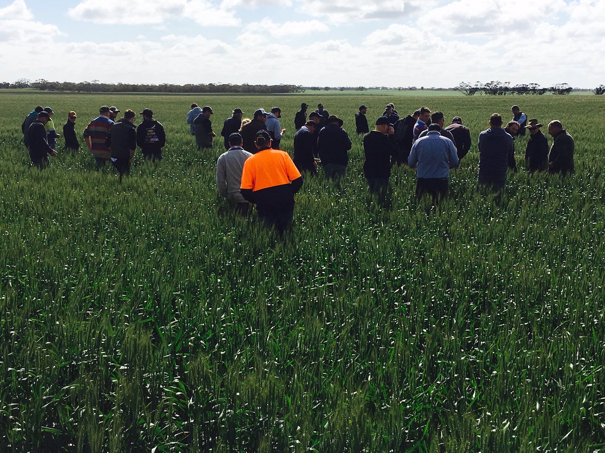 Matt Witney (@dmag_consultant) on Twitter photo Great day & Roll up for Dodgshun Medlin northern mallee field day- Apri 18th cutlass <a href="/agronomeiste/">James Hunt</a> <a href="/SeanM_DMAg_SA/">Sean Matthewson</a> <a href="/mattelliott32/">Matt Elliott</a> 🌱🌱 Great day & Roll up for Dodgshun Medlin northern mallee field day- Apri 18th cutlass <a href="/agronomeiste/">James Hunt</a> <a href="/SeanM_DMAg_SA/">Sean Matthewson</a> <a href="/mattelliott32/">Matt Elliott</a> 🌱🌱