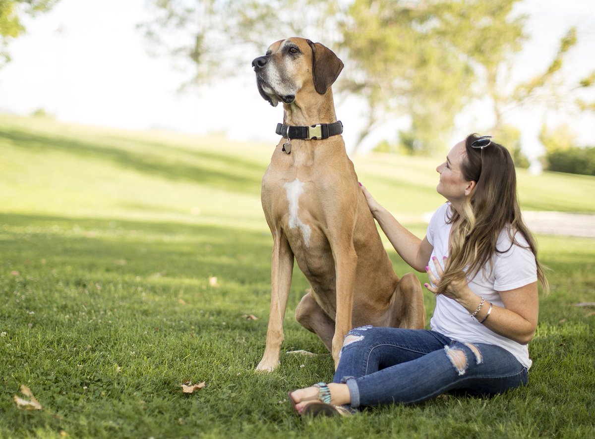 Zappos's tweet image. Chicago! Find your next furry friend with Friends on Us Friday powered by #Zappos &amp;amp; @animalleague! zps.to/fouf17t #ZapposForPets