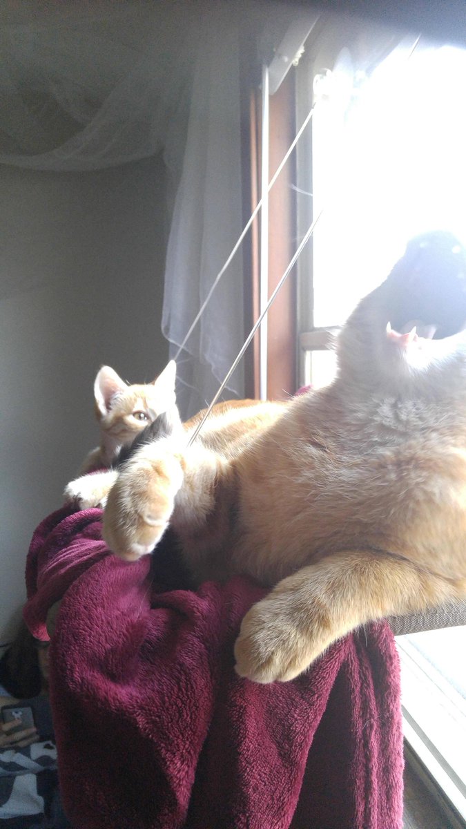HandsomeBeards's tweet photo. Halp https://t.co/ajdJwJCZiH