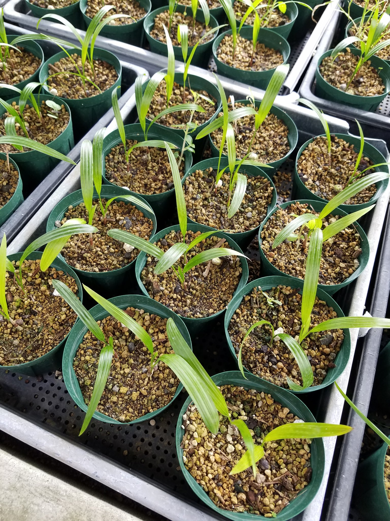 抜き苗発送/棕櫚　実生 抜き苗発送/棕櫚 実生