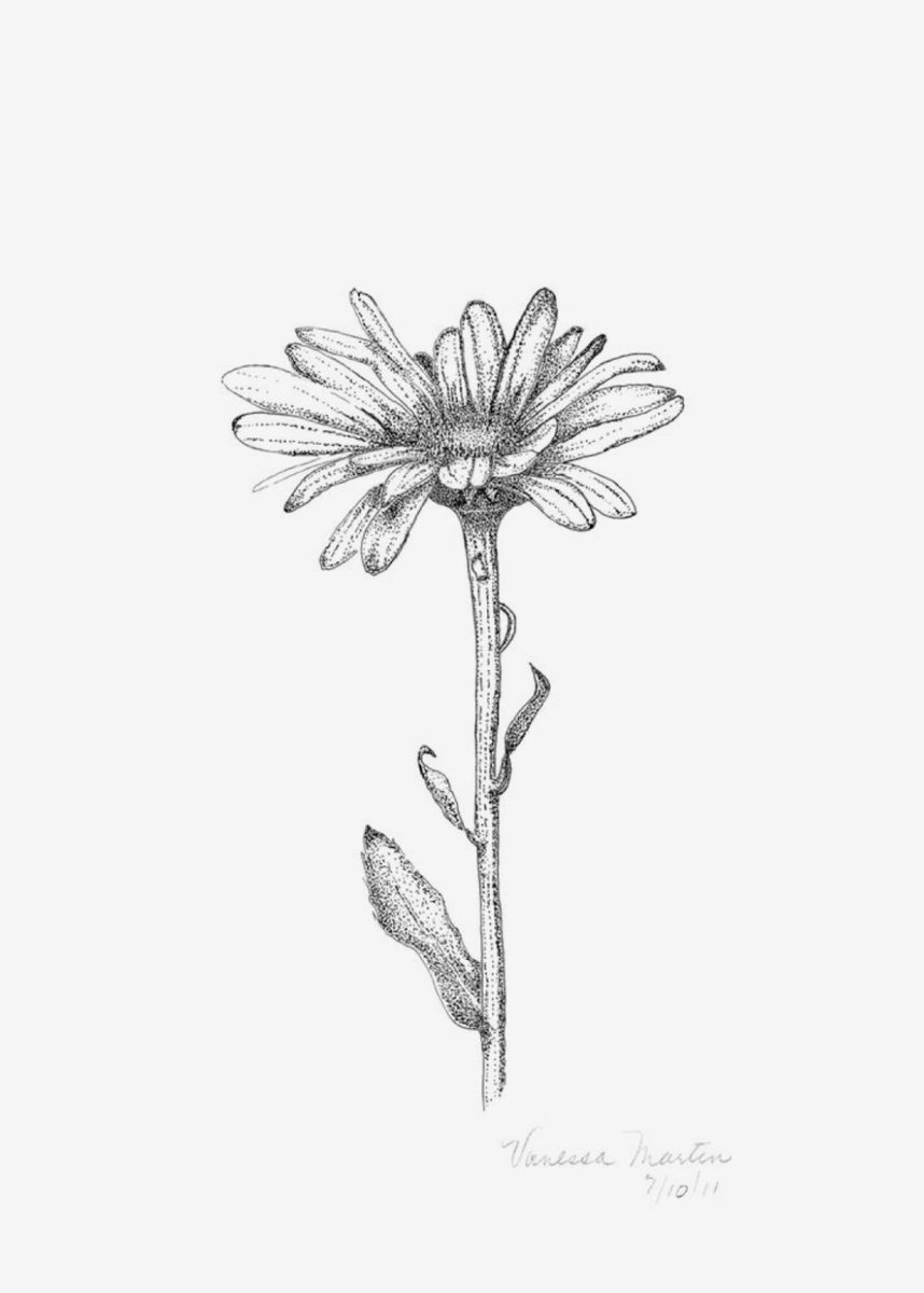 Steeletty's tweet image. Siempre hay flores para aquellos que quieren verlas.