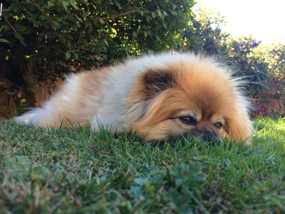 AwwCuties's tweet photo. Shes all tuckered out https://t.co/kD1AVHFLWr