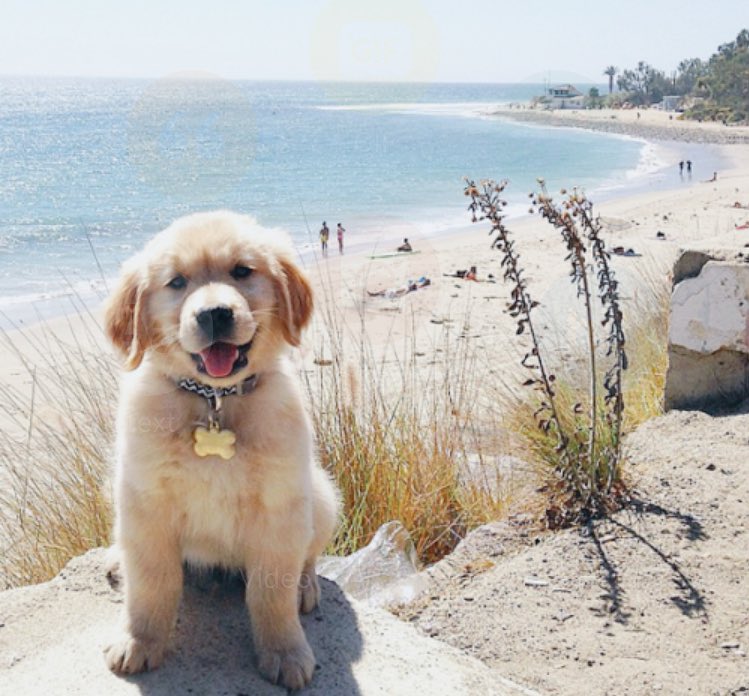 OceanObsessions's tweet image. where do i sign up?