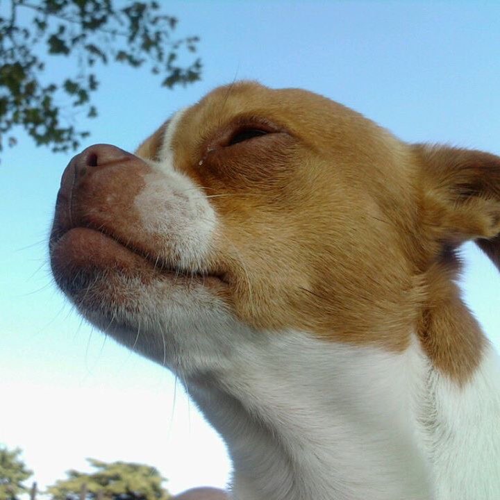 ElReyDoggo's tweet photo. #NewProfilePic https://t.co/AuHWewb0nQ