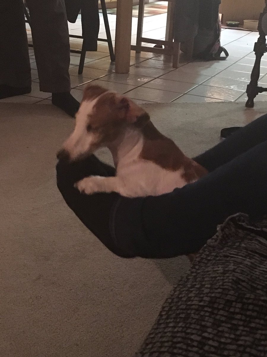 dog baby bouncer