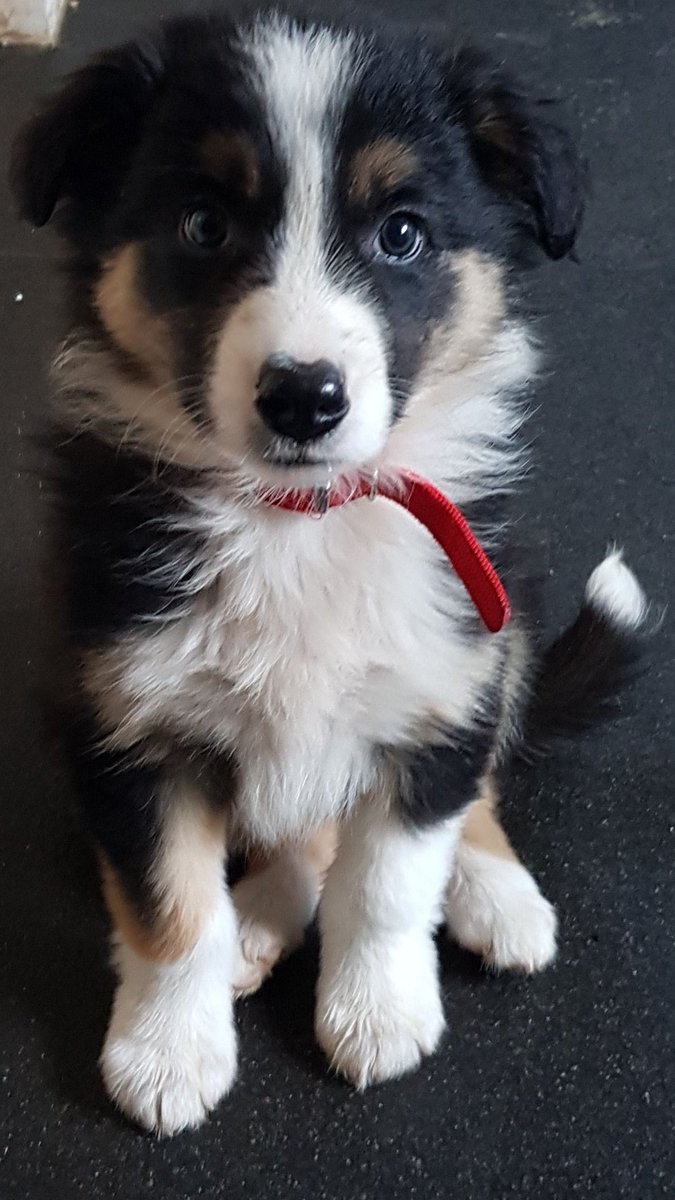 @BCTGB Storm (aka Dexter/Cody) settling into his new home learnt to sit after 2 hours of being home.#yesichangedhisname #forverhome #Storm