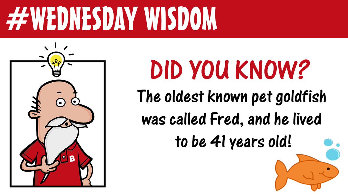 Have some #WednesdayWisdom on us! 🎓

#wise #misterblister #caterline #goldfish #fact #funfact #didyouknow #wednesday #humpday