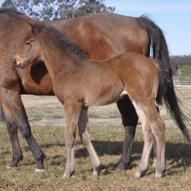 Erinvale1's tweet photo. Couldn't be happier with our Pride of Dubai - Sorority Girl Filly. All quality @CoolmoreAus https://t.co/knZpermjPR