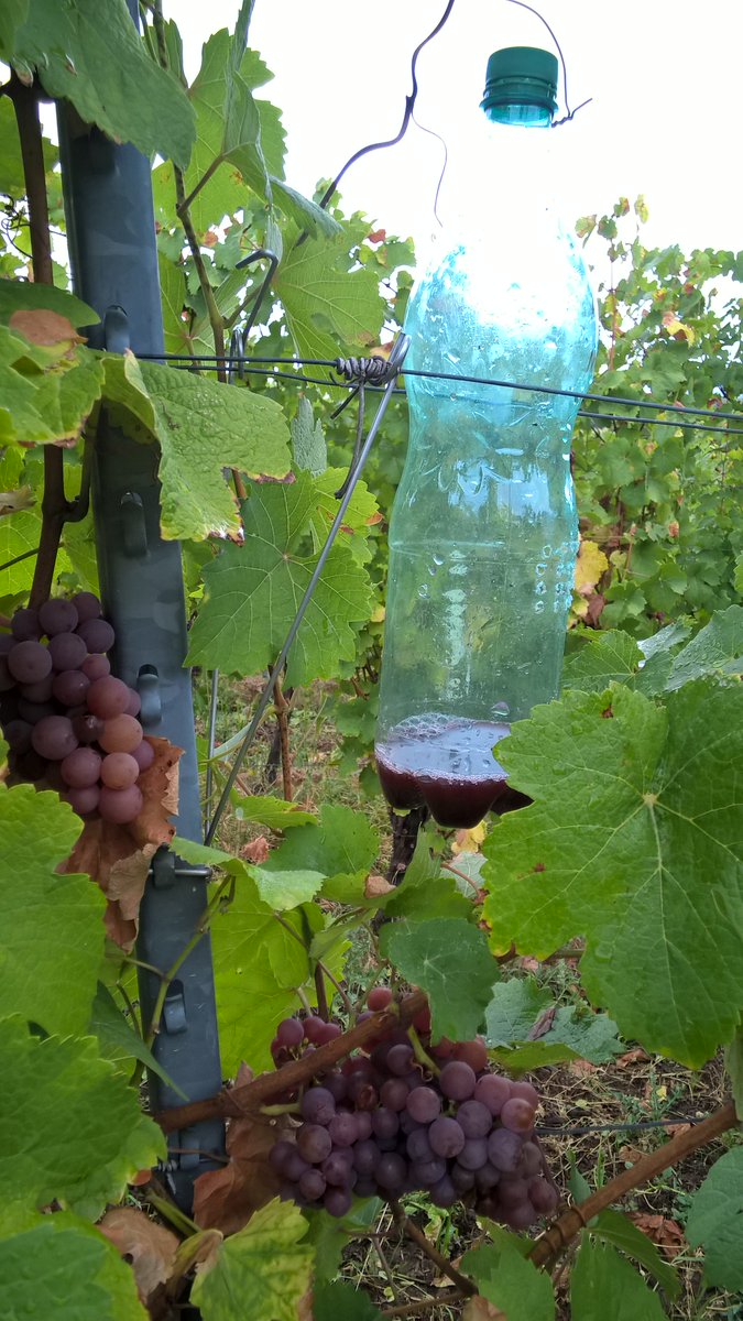Delphine_Binet's tweet photo. Ramassage des pièges pr capture #drosophilasuzukii ds notre réseau alsacien pr #invaprotect @INVAPROTECTINRA @Inra_Colmar @HerrbachEtienne https://t.co/2mOdniKP8X