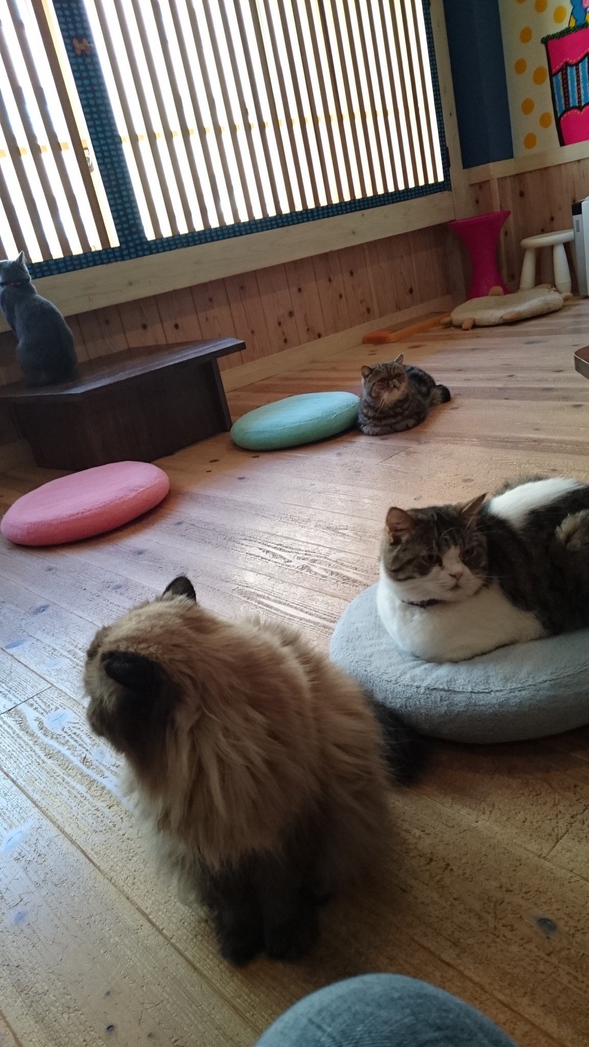 ひろ 鳥取市の猫カフェkitty Blueさんに行ってきたよー 猫飼えないマンにとって猫カフェという天国を提供してくださることに感謝しかない T Co Dwca6tmjhq Twitter