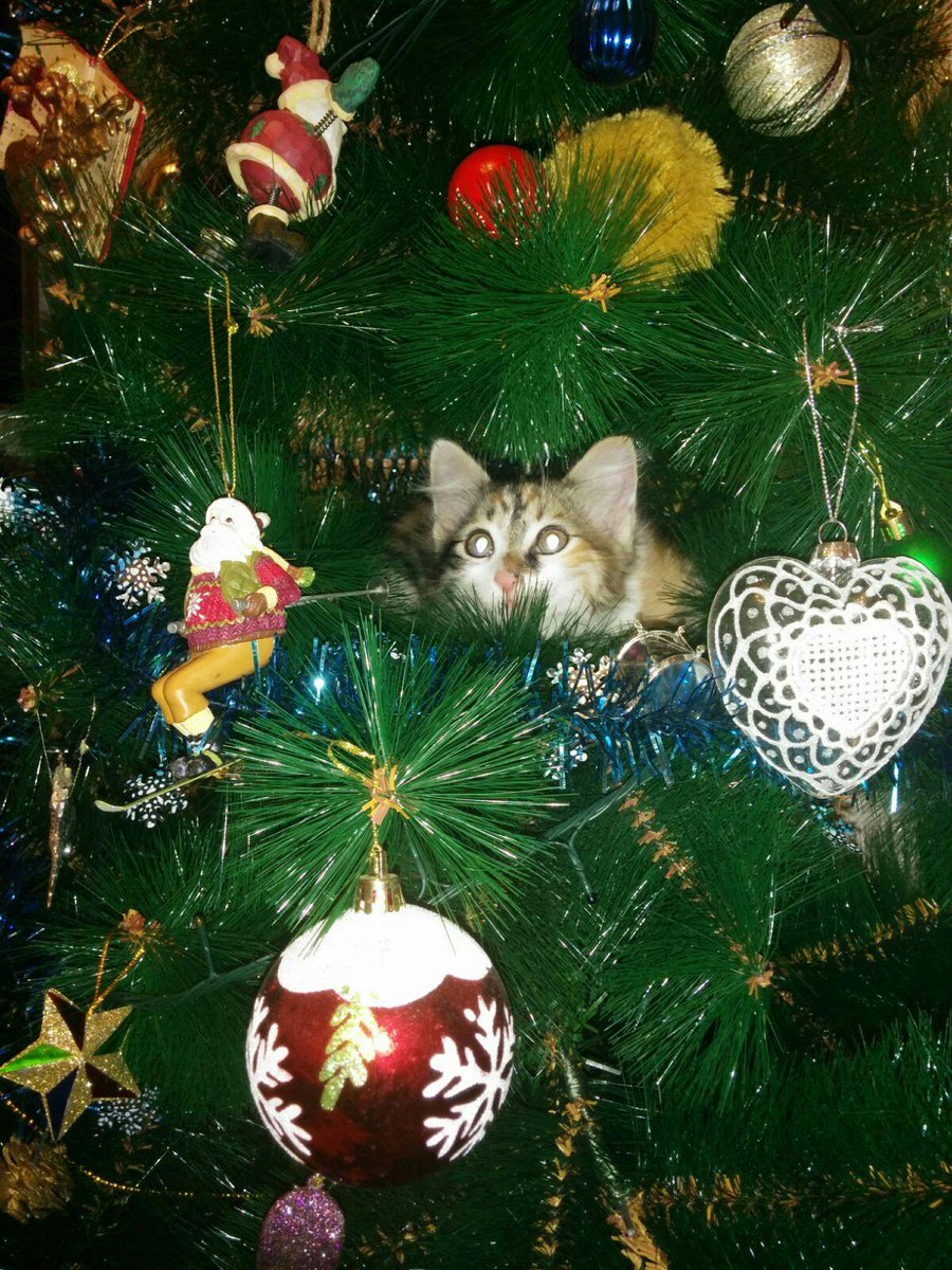 HandsomeBeards's tweet photo. Grinch Cat https://t.co/hgpQ8c91sL