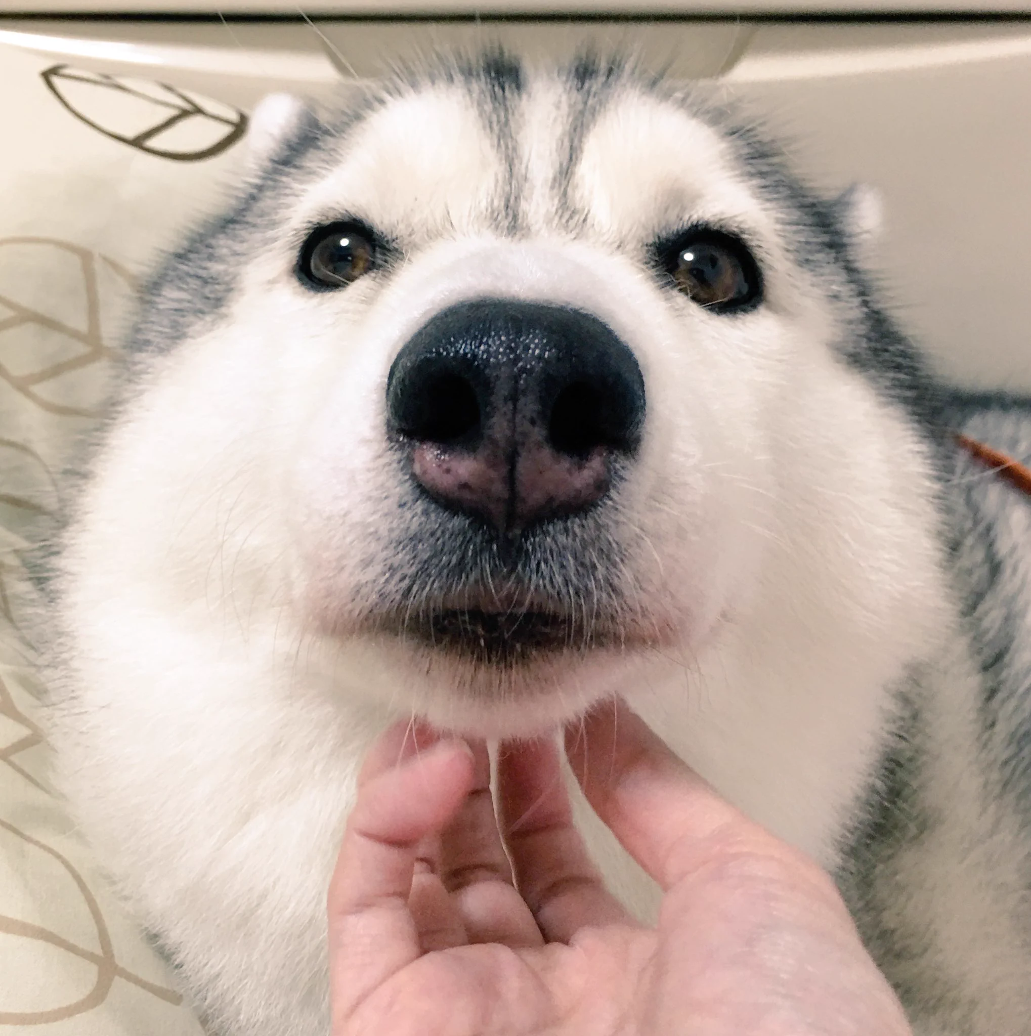 ハスキーくんは撫でられるのが好き？wwハスキーの顔がとっても可愛すぎるww