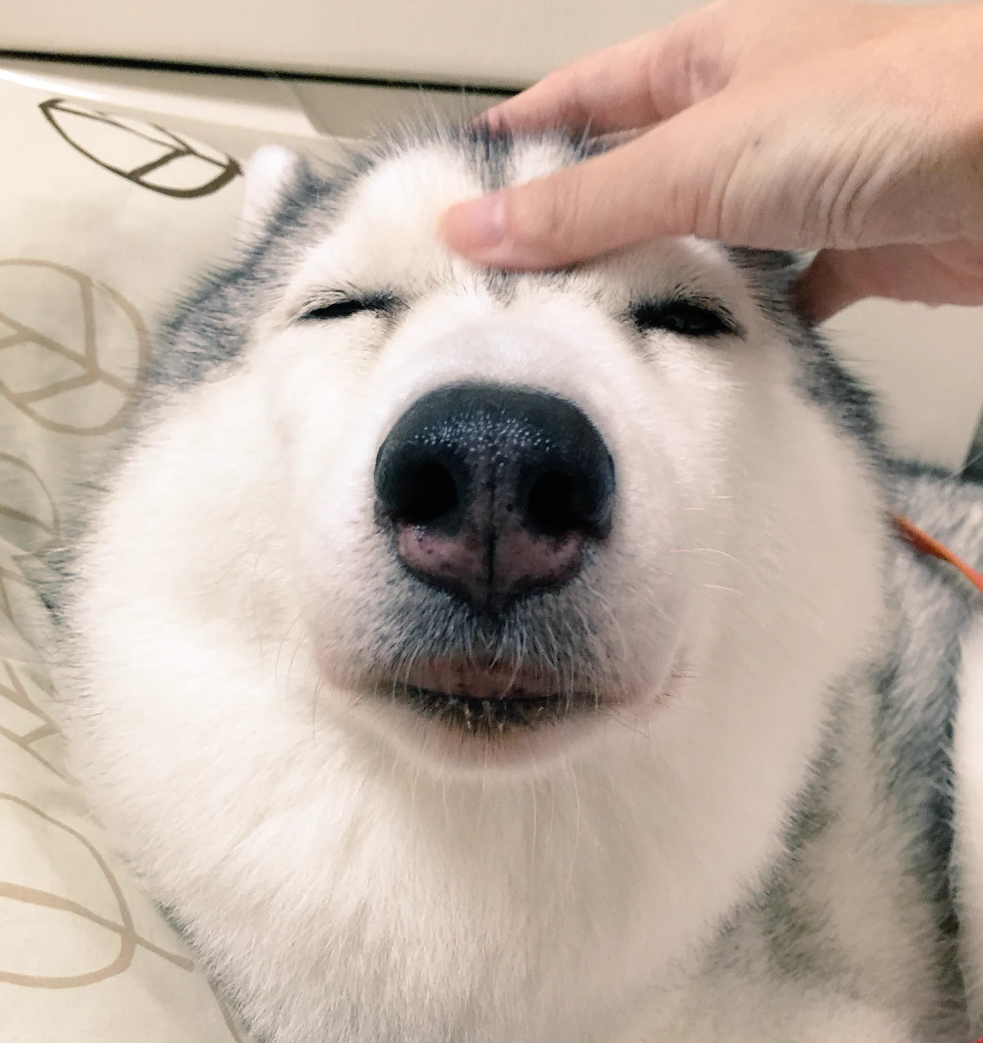 ハスキーくんは撫でられるのが好き？wwハスキーの顔がとっても可愛すぎるww
