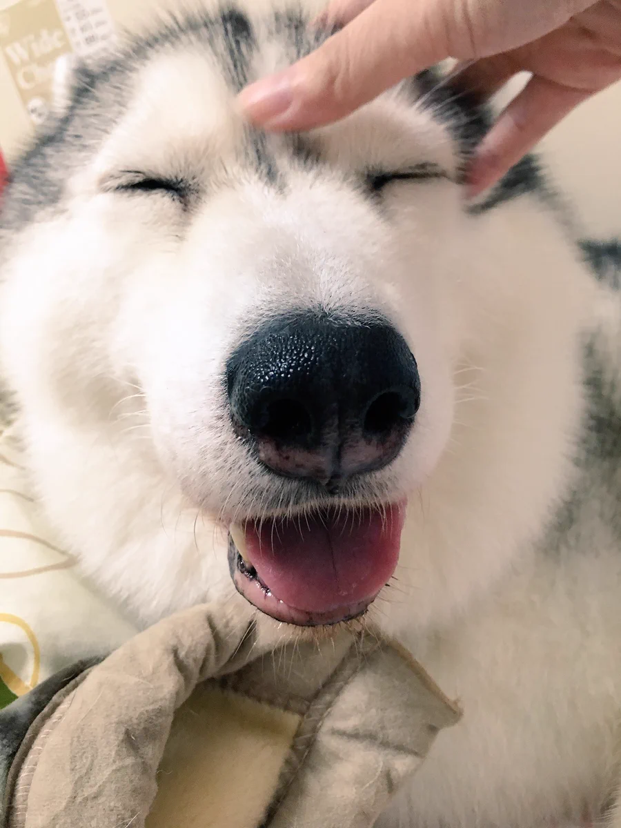 ハスキーくんは撫でられるのが好き？wwハスキーの顔がとっても可愛すぎるww