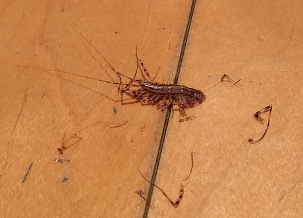 PeterLeventis's tweet photo. 🐛 Got it! #CentipedesAreFast #ButNotFastEnough https://t.co/5Kia5nIur3