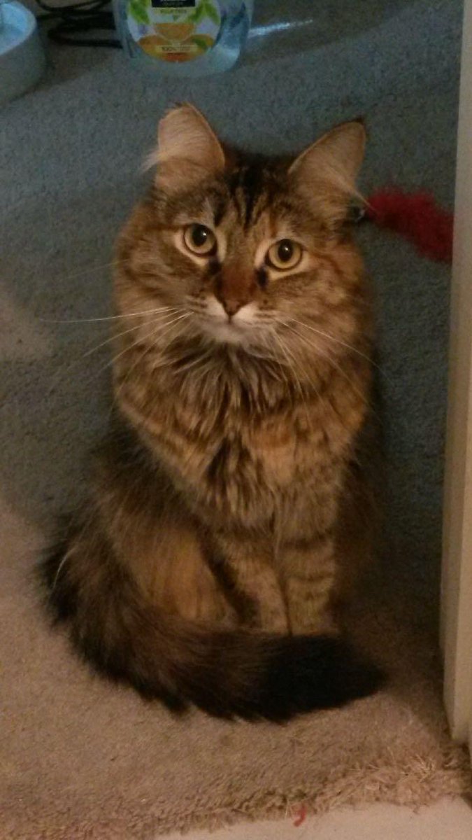 HandsomeBeards's tweet photo. I just wanna show off how pretty my cat is... https://t.co/aQhOm8Li65