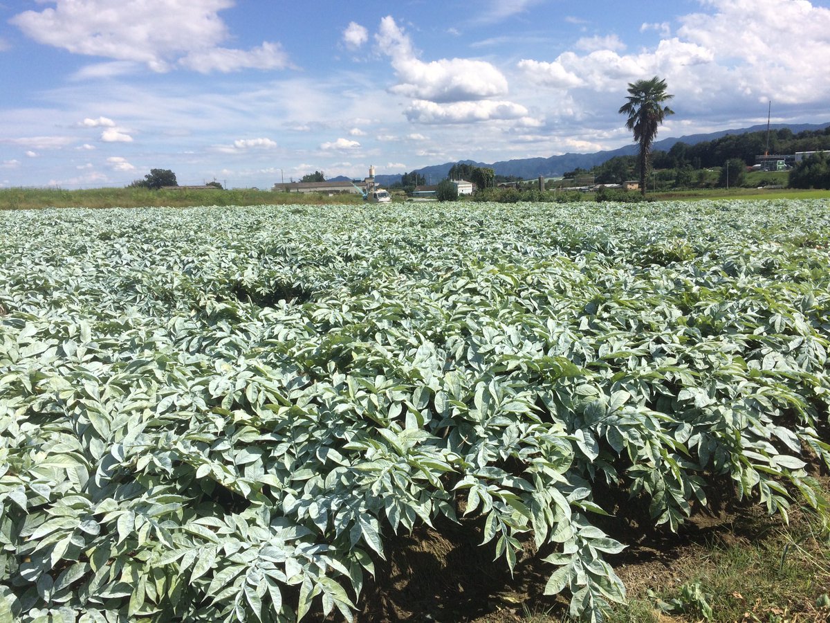 年中花粉症 Ar Twitter 蒟蒻畑 と思われる 群馬県安中市 葱と蒟蒻下仁田名産 下仁田 ではないけど 上毛かるた の世界 年中花粉症 Ar Twitter 蒟蒻畑 と思われる 群馬県安中市 葱と蒟蒻下仁田名産 下仁田 ではないけど 上毛かるた の世界