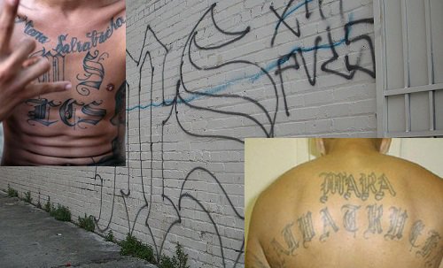 23-Year-Old MS-13 Gang Member named Animal stabs teen to death