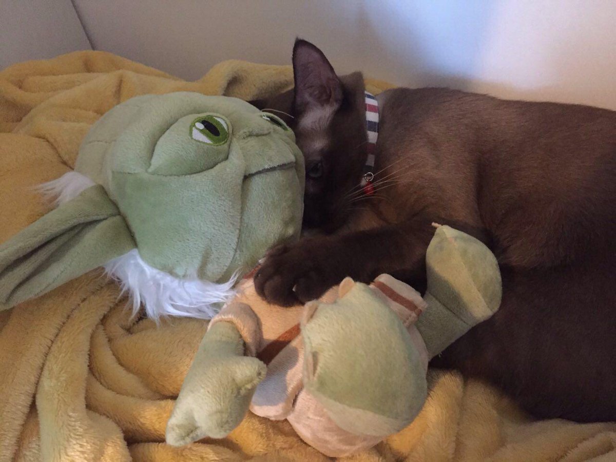 HandsomeBeards's tweet photo. Looks like we have a new Star Wars fan https://t.co/v16LiS1LMB