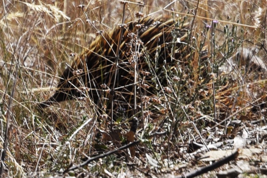 bilfulaAU's tweet photo. Another natural find a few days ago. Not gr8 pics sorry. He was a shy fella. #echidna #ThePhotoHour #mynikonlife #AussiePhoto1 
#StormHour https://t.co/LT1c9lIXyR