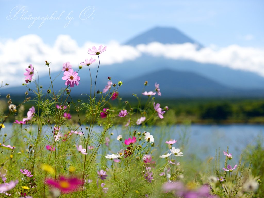 富士山フォト 富士山写真家 オイ 本日のコスモスです 花物はこういう撮り方のほうが好きだったりします ボケを使った作品なので 良かったら拡大してご覧ください 富士山 コスモス 秋 ケサフジ