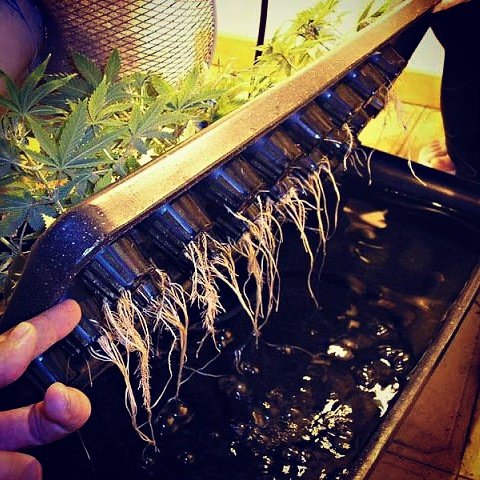 MedicatedSa's tweet photo. White Rhino clones are doing extremely well. Visit https://t.co/UU8JFeAGkF for more information 
#420 #cannabis #weed #medicine  #ganja https://t.co/aVqtZazblr