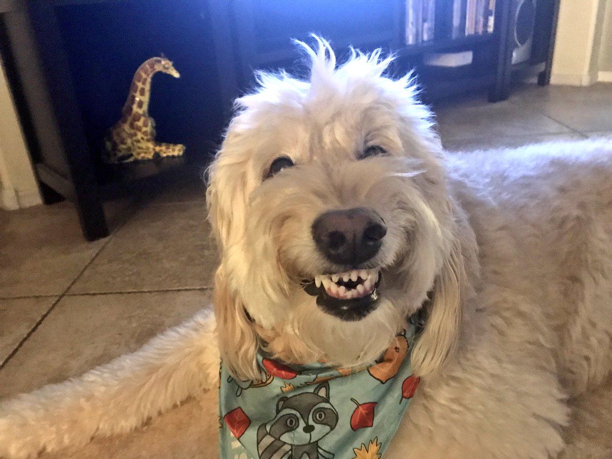 This is the face of a naughty little doodle that thought it was funny to get into something he shouldn't have! Oh Mr. Humphrey Wiggums :)