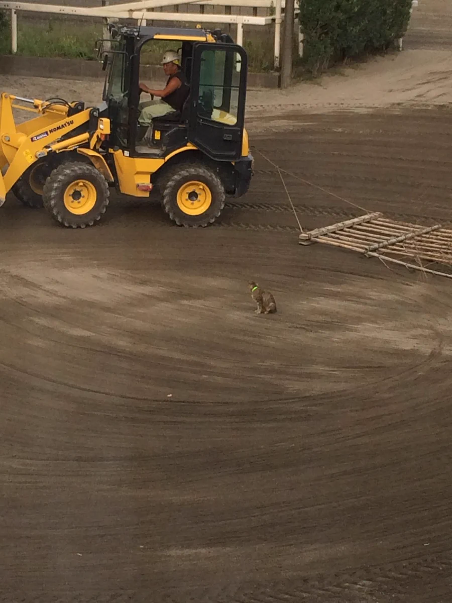 外から聞こえる怒号、喧嘩と思ってみたら堂々としたネコ様が工事現場に降臨してたｗｗｗｗ