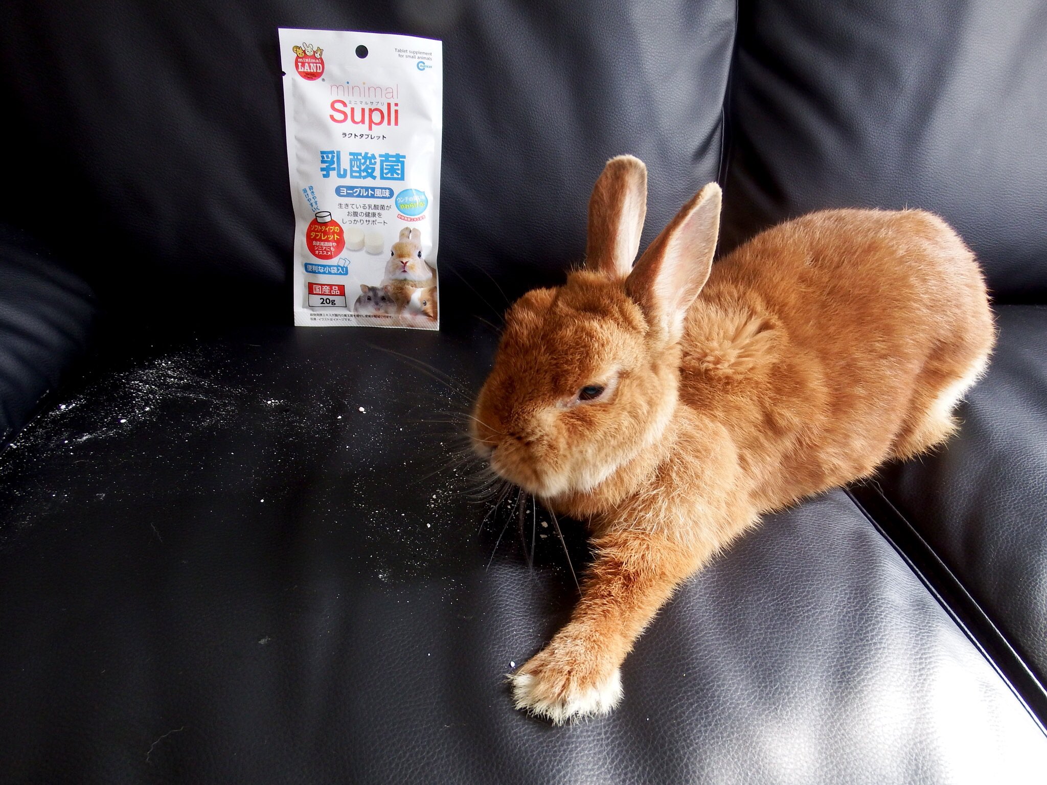 ট ইট র きなこクラブ きなこのお誕生日プレゼント ラクトタブレット 乳酸菌 ラムネ状のおやつが大好きなきなこさん カリポリミルクを食い散らかして なぜか手が伸びています うさぎ ネザーランドドワーフ クッピーラムネ カリポリミルク T Co