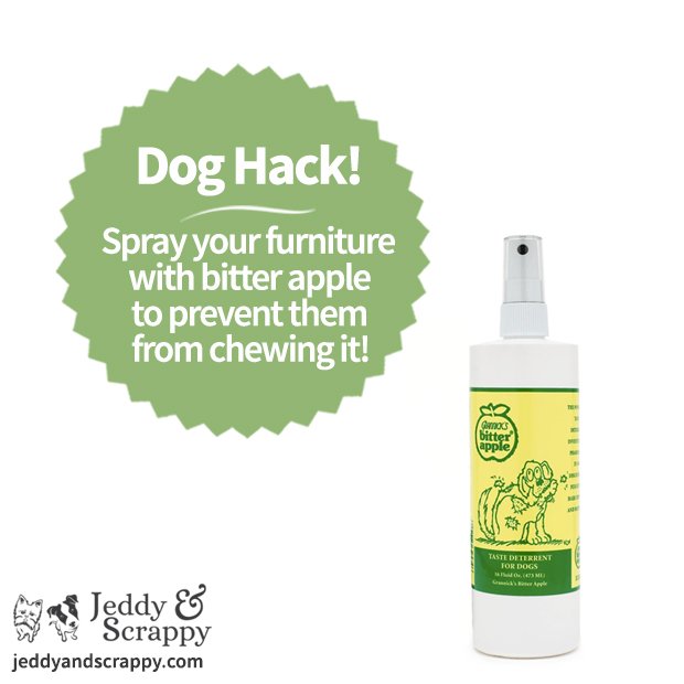 JeddyandScrappy's tweet photo. Are you fed up of pulling your dog away from chewing the furniture? Try spraying your furniture with bitter apple! #hack #pets https://t.co/FrmaqI92TP