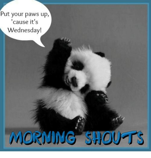 Have a brilliant Wednesday! #TheBigSleuth #SolSunBears