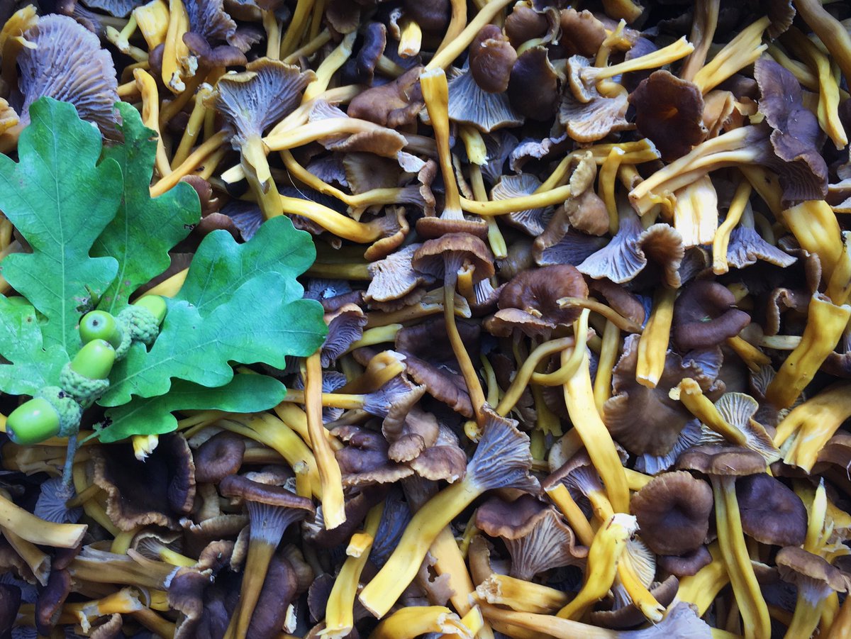 More immaculate Winter Chanterelle from the garden of Sweden 🇸🇪🙏🏻
.
.
#Swedish #chanterelle #wildmushrooms #michelinstar #wildproduce