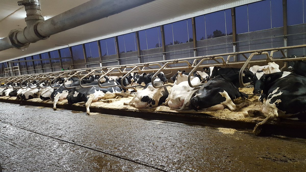 Another start to another great dairy day. #DCCWATERBEDS