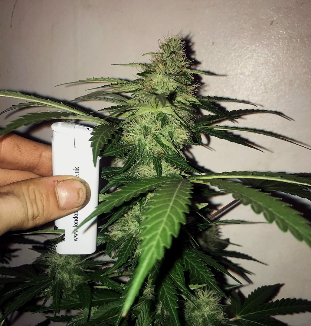 royalqueenseeds's tweet image. Do you want to crop the heaviest harvest possible from autos? Check out our 10 steps bit.ly/MaxYieldAuto