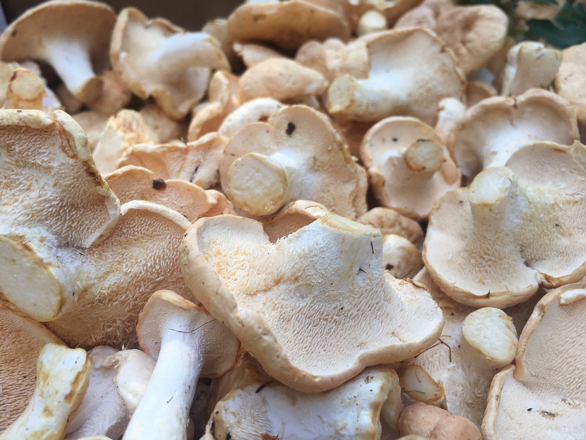 An adorable array of hoglets fresh from the forests of Scandinavia🌲
.
.
#hedgehogfungus #pieddemouton #scandinavian #wildmushrooms