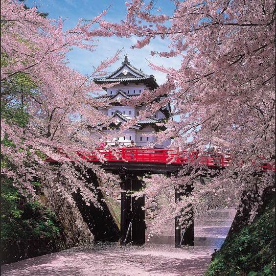 Samurai_Wifi's tweet photo. Cherry Blossom Season, Japan คิดแพลนรอเลย สวยมากเลยค่ะ ได้ไปสักครั้ง คงฟินไปอีกนาน
Cr. Travelog
#bsmobile #SamuraiWifi #Japan #Pocketwifi https://t.co/AnfO7waeIV