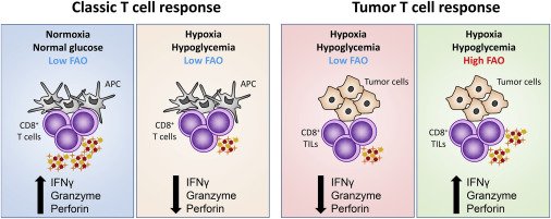 Cancer Cell (@cancer_cell) on Twitter photo <a href="/TheWistar/">The Wistar Institute</a> No oxygen? No glucose? No problem: Fatty acid catabolism enhances effector CD8+ TILs ow.ly/52uM30f6VdC Preview by Flavell <a href="/Yale/">Yale University</a> & co. <a href="/TheWistar/">The Wistar Institute</a> No oxygen? No glucose? No problem: Fatty acid catabolism enhances effector CD8+ TILs ow.ly/52uM30f6VdC Preview by Flavell <a href="/Yale/">Yale University</a> & co.