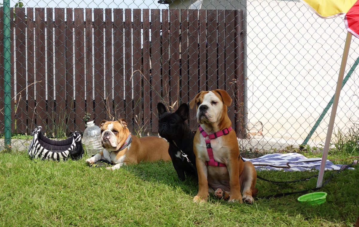 zuzidea1's tweet photo. silná trojka :-) 

#bulldogs, #continentalbulldog, #anglickýbuldok, #englishbulldog, #frenchbulldog https://t.co/LXkjrXKKuD